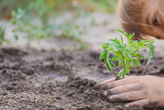 Expériences scientifiques : les plantes respirent