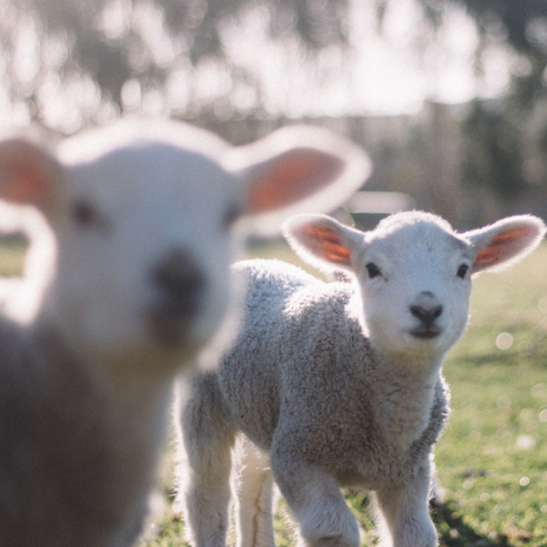 Fête du Terroir à Levens