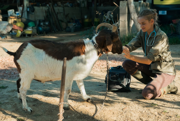 Les Vétos : chèvre