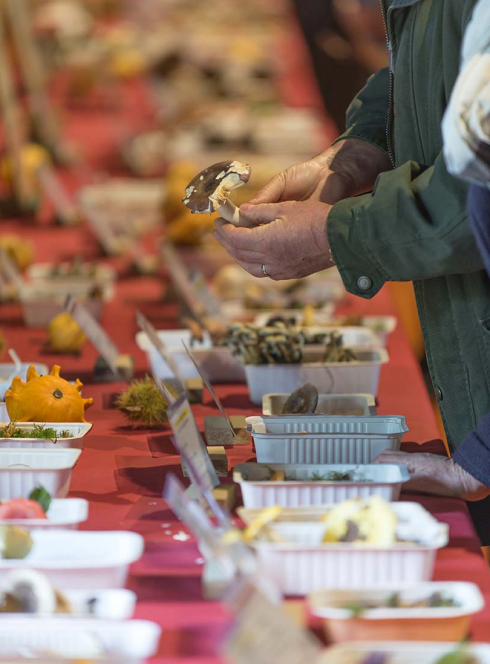 Passion Champignon à l'Écomusée de Rennes