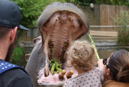 Hippopotame du Touroparc Zoo
