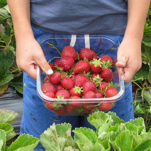 Ferme de Belle Ile : fraises