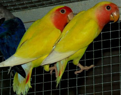 Le parc animalier de Saint-Michel