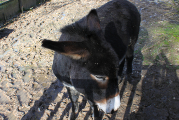 parc animalier Molineau