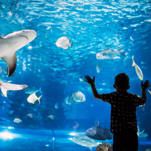 Pas de grand aquarium à Marseille ?