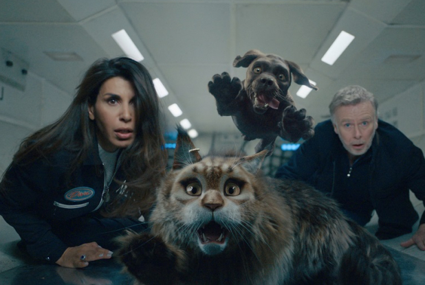 Chien et Chat Concours