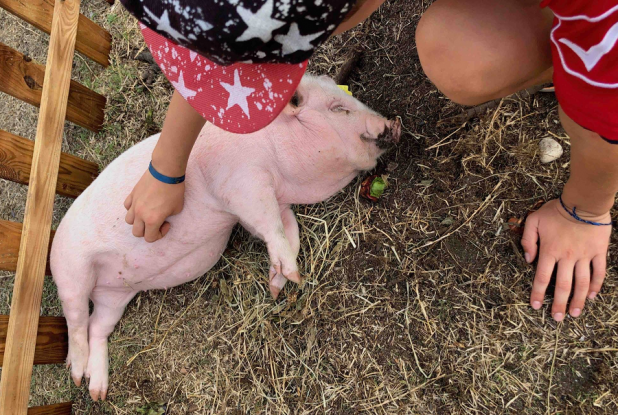 Une ferme chez vous : Papouilles au cochon