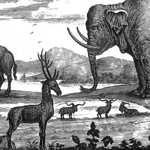 Des animaux à la médiathèque