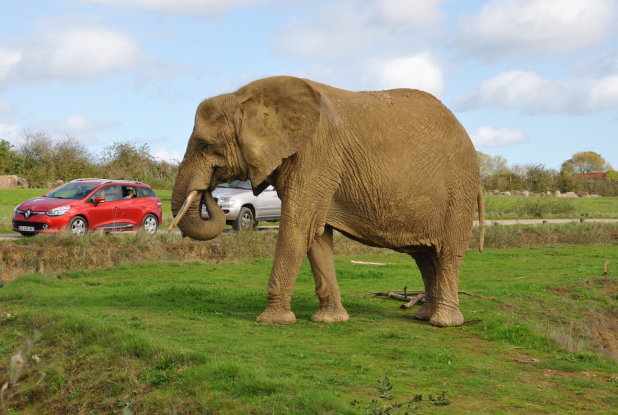 Planète Sauvage : éléphant