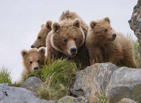 Terre des Ours