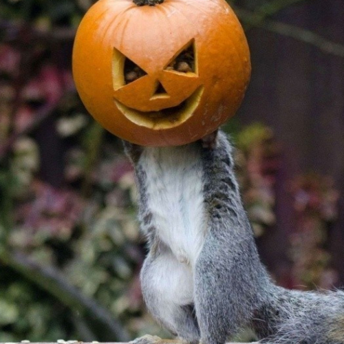 Halloween Parc zoologique de Paris