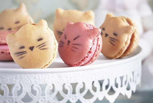 Macarons chatons