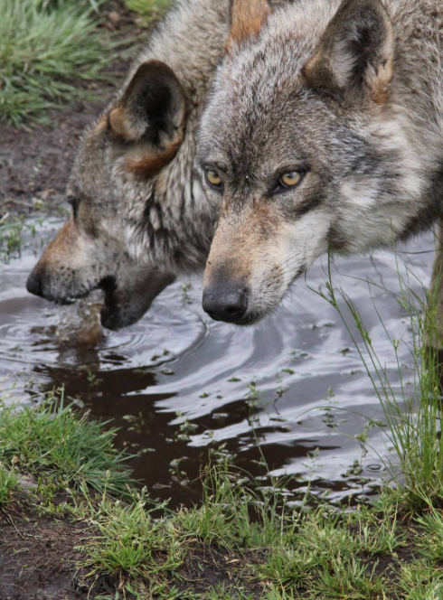 Ateliers découverte sur les Landes de Bretagne