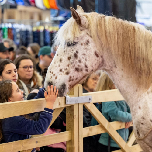 Jumping de Bordeaux : un enfant caresse un cheval