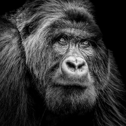 La sixième Extinction