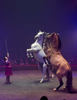 Cirque Arlette Grüss