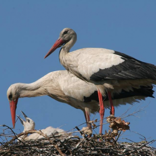 Réserve ornithologique Pierre Constant