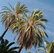 Expo Du mélèze au palmier