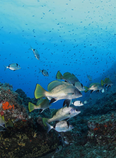 Le Printemps des Calanques