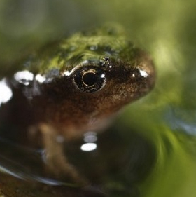 Planète grenouille mnhn