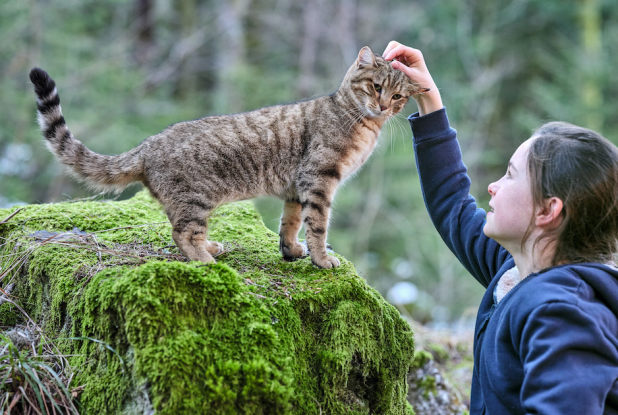 Mon Chat et Moi : le chat se fait carresser