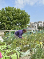 Paris, jardin nourricier