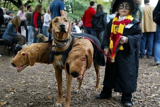 Déguisement Harry Potter et Touffu