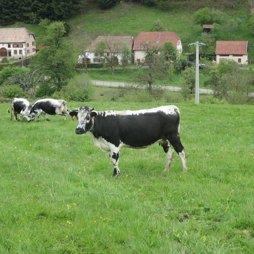 Ferme Humbert