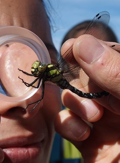Mes parents sont verts : cours pour parents avec Graine Ile-de-France