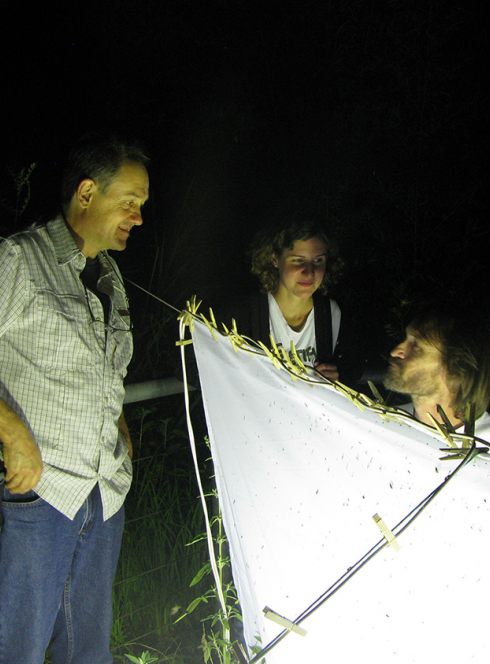Soirée Observation nocturne des papillons et insectes de nuit