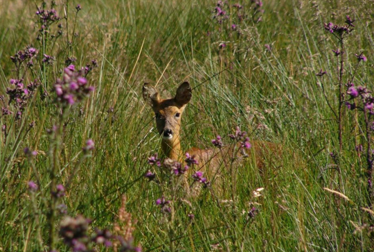 Parc Naturel Régional du Pilat