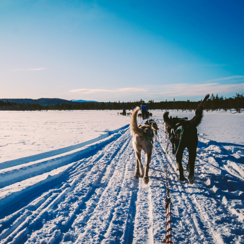 Votre balade en chien de traineau en famille