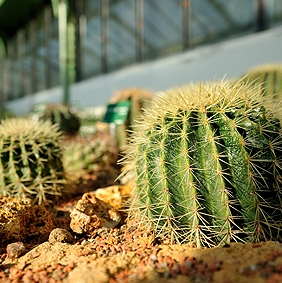 Exposition Bien au sec au jardin des plantes