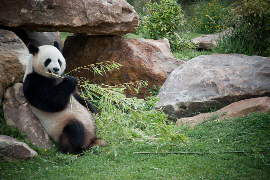 Le Plus Grand Zoo De France Zoo de Beauval, un des plus grands zoos de France à 2h de Paris